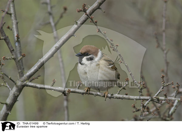 Eurasian tree sparrow / THA-01499