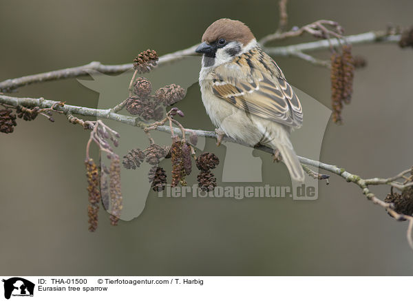 Feldsperling / Eurasian tree sparrow / THA-01500