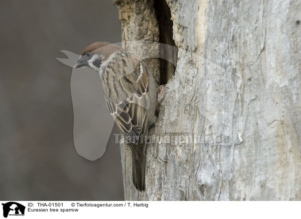 Feldsperling / Eurasian tree sparrow / THA-01501