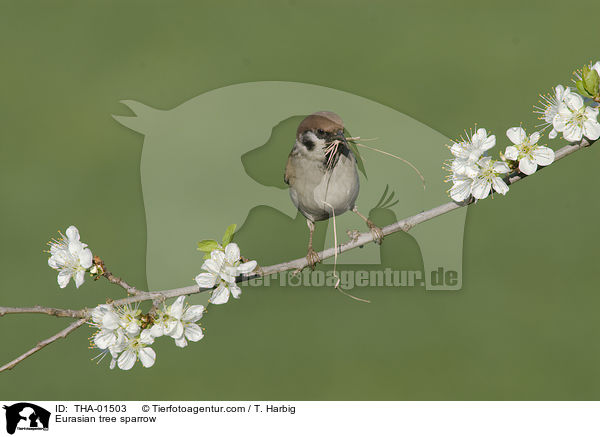 Feldsperling / Eurasian tree sparrow / THA-01503