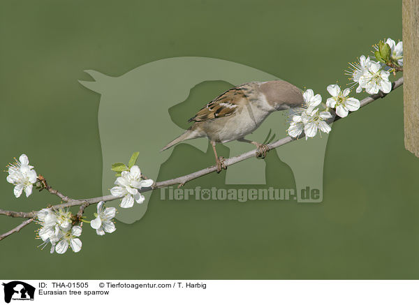 Feldsperling / Eurasian tree sparrow / THA-01505