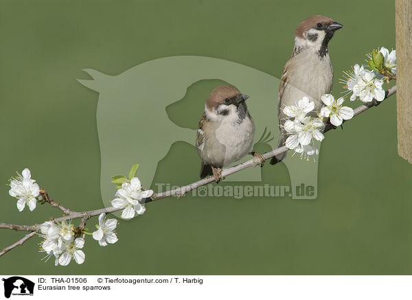 Feldsperlinge / Eurasian tree sparrows / THA-01506