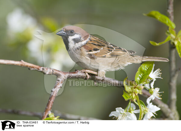 Feldsperling / tree sparrow / THA-03461