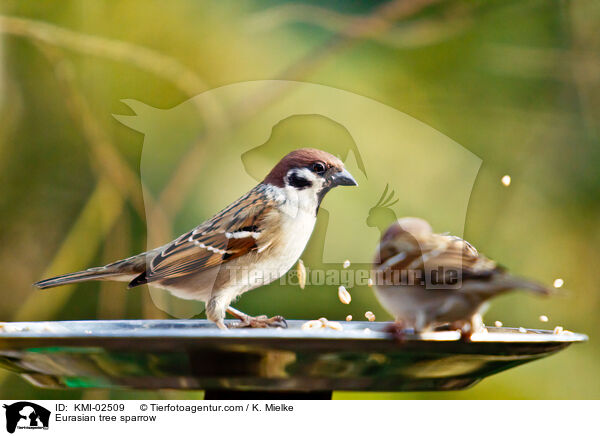 Feldsperling / Eurasian tree sparrow / KMI-02509