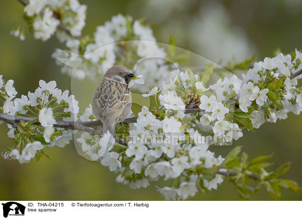 Feldsperling / tree sparrow / THA-04215