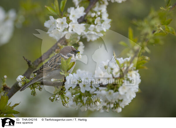 Feldsperling / tree sparrow / THA-04216