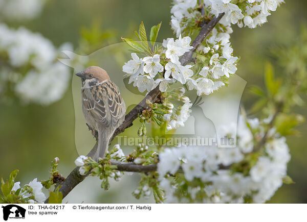 Feldsperling / tree sparrow / THA-04217