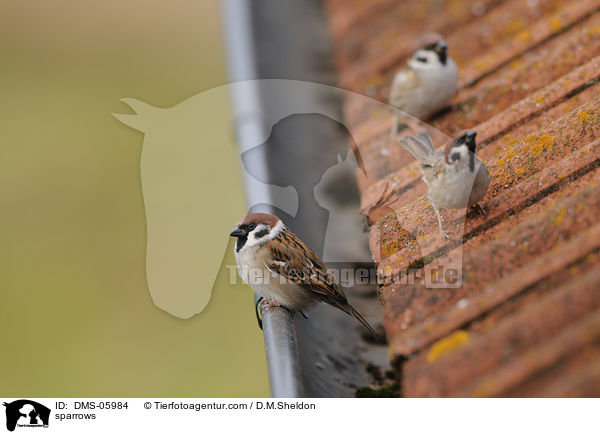 Feldsperlinge / sparrows / DMS-05984