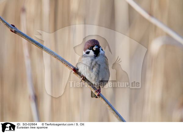 Feldsperling / Eurasian tree sparrow / SO-02664