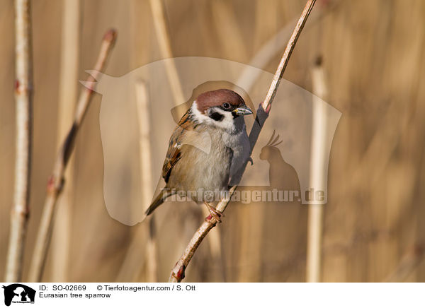 Eurasian tree sparrow / SO-02669