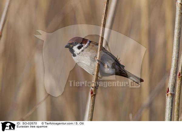 Feldsperling / Eurasian tree sparrow / SO-02670