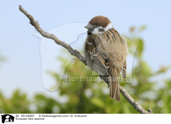 Eurasian tree sparrow / DV-02697
