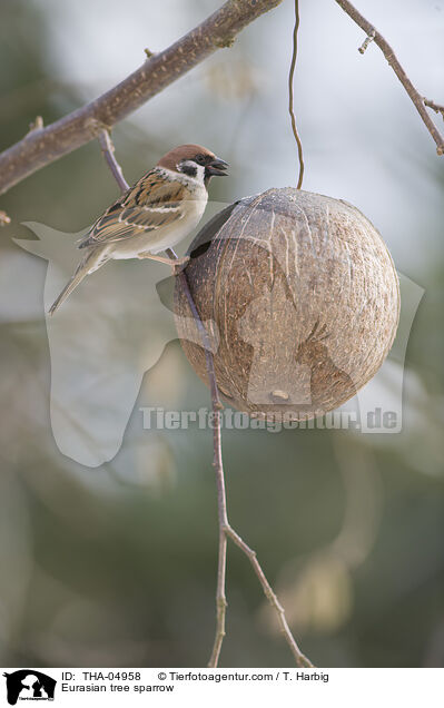 Eurasian tree sparrow / THA-04958