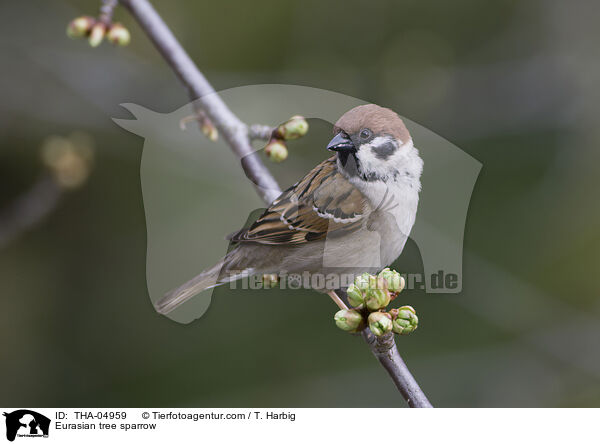 Feldsperling / Eurasian tree sparrow / THA-04959