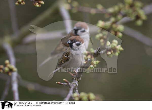 Eurasian tree sparrows / THA-04960