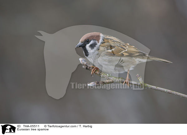 Feldsperling / Eurasian tree sparrow / THA-05511