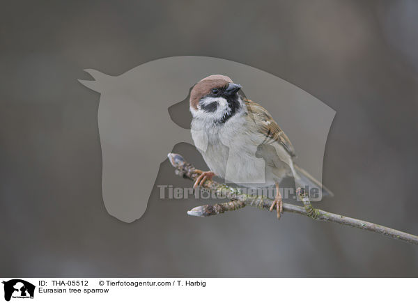 Eurasian tree sparrow / THA-05512