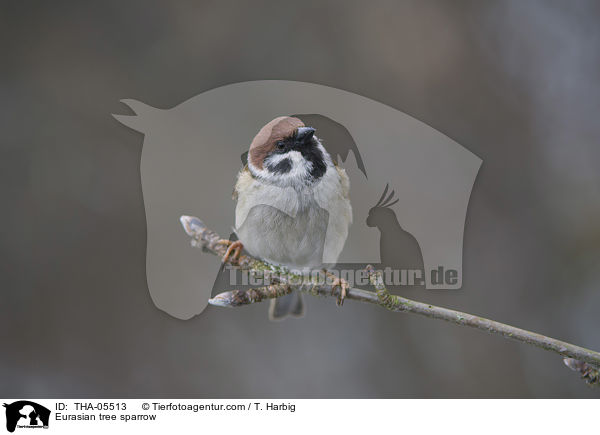 Feldsperling / Eurasian tree sparrow / THA-05513