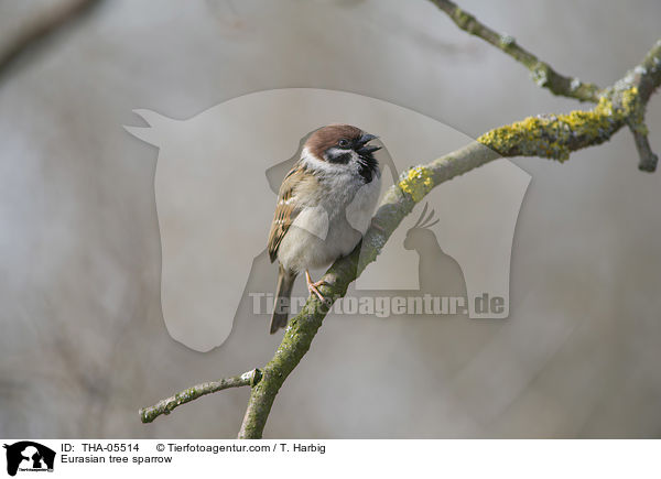 Feldsperling / Eurasian tree sparrow / THA-05514