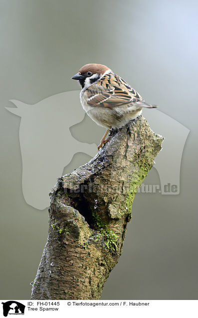 Tree Sparrow / FH-01445