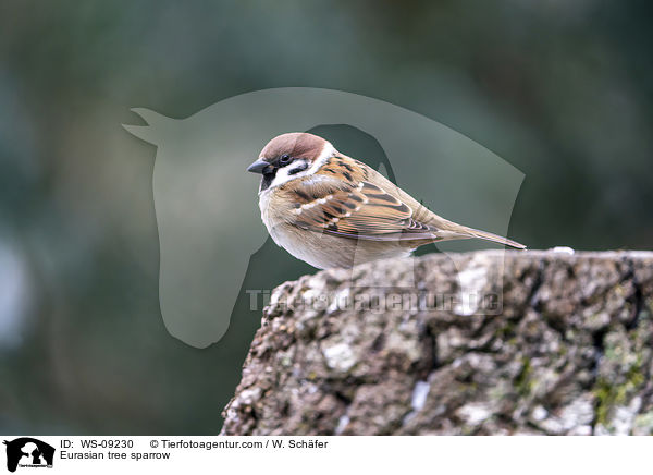 Feldsperling / Eurasian tree sparrow / WS-09230