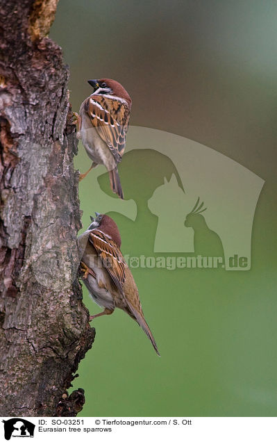 Feldsperlinge / Eurasian tree sparrows / SO-03251