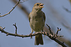 tree sparrow