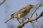 tree sparrow