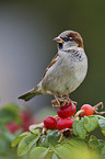 tree sparrow