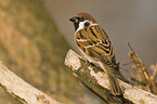 tree sparrow