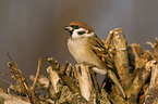 tree sparrow