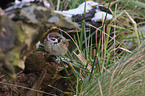 tree sparrow