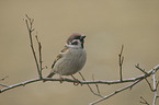 Eurasian tree sparrow