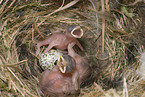 Eurasian tree sparrows