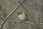 Eurasian tree sparrow