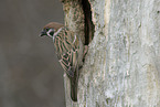 Eurasian tree sparrow