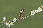 Eurasian tree sparrow