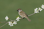 Eurasian tree sparrow