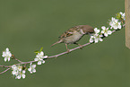 Eurasian tree sparrow