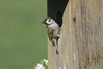 Eurasian tree sparrow