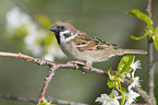 tree sparrow