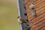 sparrows