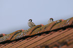 sparrows