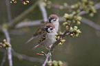 Eurasian tree sparrows