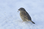 Eurasian tree sparrow