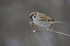 Eurasian tree sparrow