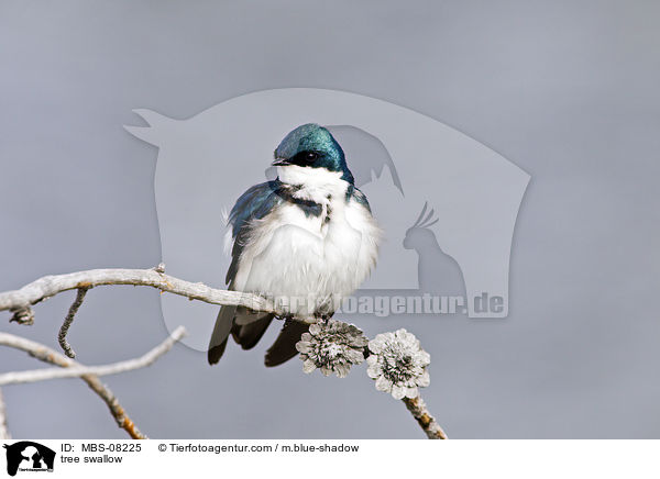 Sumpfschwalbe / tree swallow / MBS-08225