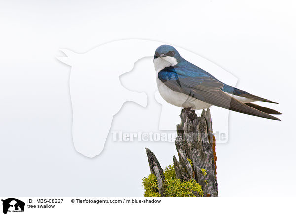 Sumpfschwalbe / tree swallow / MBS-08227