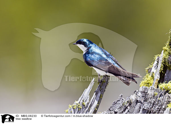 Sumpfschwalbe / tree swallow / MBS-08230
