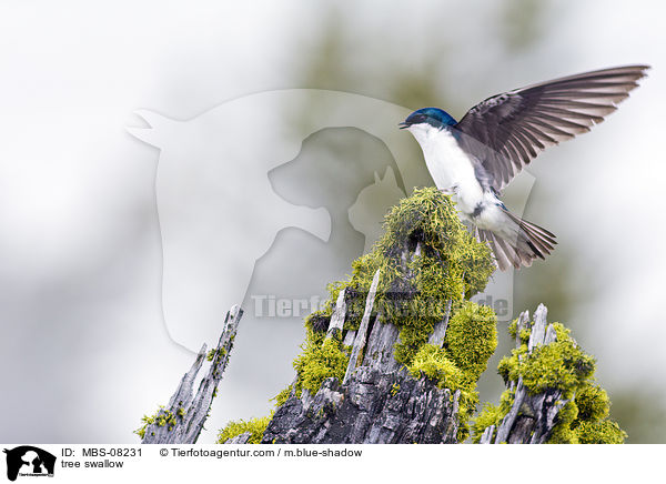 tree swallow / MBS-08231